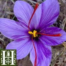 Border-Crossing Botanicals: The Curious History of Saffron in Japan