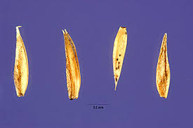 Plants Profile for Aira elegans (annual silver hairgrass)
