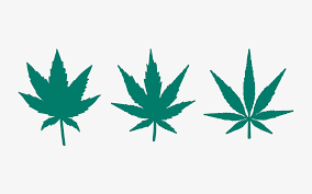 Indica vs. sativa: definition, effects, charts, differences | Leafly