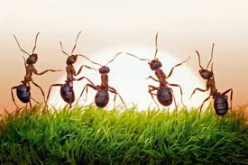 Image result for ants
