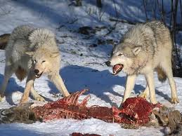 Image result for IMAGES OF WOLVES