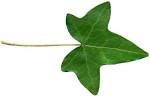 ivy-leaf
