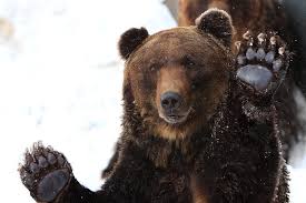 Image result for brown bear