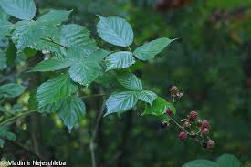 Rubus sulcatus – ostružiník brázditý • Pladias: Database of the ...