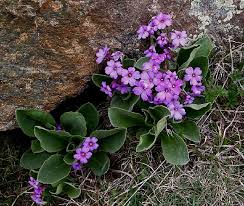 Primula latifolia - Alpine Garden Society