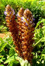 Orobanche cernua Loefl. | Plants of the World Online | Kew Science