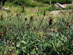 Alpine Plantain (Plantago alpina) · iNaturalist