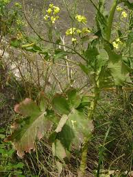 Brassica rupestris - Wikipedia