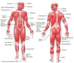 Resultado de imagen de musculos del cuerpo
