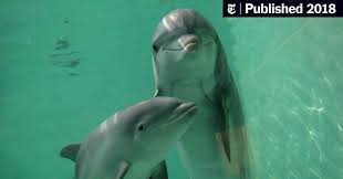 Dolphins Show Self-Recognition Earlier Than Children - The New ...