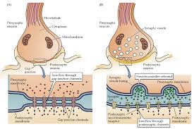 Image result for synaptic transmission