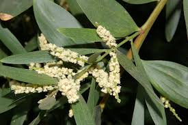Acacia longifolia - Wikipedia, la enciclopedia libre