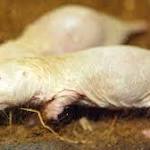  Naked mole-rat mortality rates defy Gompertzian laws by not increasing with age Images?q=tbn:ANd9GcSdjRItc-xS5gZFOFBpeA3WcnOvy9Fx0IpwQHQYe5-MeboGZhWFewjfgs5dkVa6ekkjbvbpuJdnk3w
