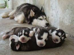 Image result for dogs and their puppies
