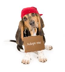 Image result for cat and dog adoption pics