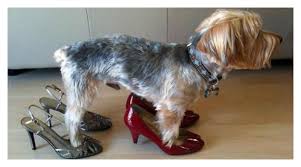 Image result for animals wearing shoes