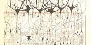 The First Neuron Drawings, 1870s | The Scientist Magazine®