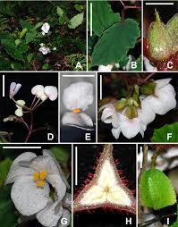 Image result for Begonia sanguineopilosa