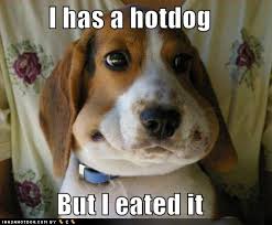 Beagle Dog Quotes - ImageFiltr via Relatably.com