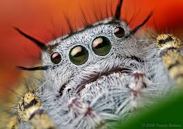 الحشرات عن قرب صور مدهشة Images?q=tbn:ANd9GcSenyqmBnB-ElQr5pxHjYvQjrHZJocwqtVsnrwyztHTyAWieE4l