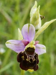 Ophrys fuciflora - Wikipedia
