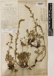 Artemisia caerulescens subsp. gallica (Willd.) K.Perss. | Plants of the ...
