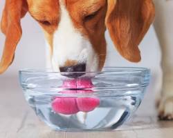 Image of dog drinking an excessive amount of water