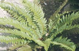 Polystichum aculeatum | hard shield fern Ferns/RHS Gardening