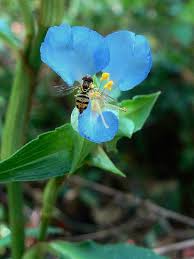 Know Your Natives – Virginia Dayflower | Arkansas Native Plant ...