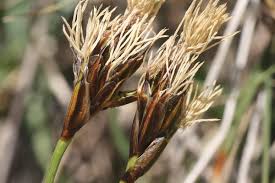 Carex curvula - Wikipedia
