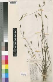 Cynosurus elegans Desf. | Plants of the World Online | Kew Science