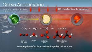 Image result for Ocean acidification is the newest global environmental threat