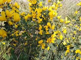 Calicotome spinosa (L.) Link, Thorny broom (World flora) - Pl@ntNet ...