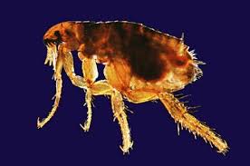 Image result for the flea