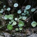 Umbilicus rupestris (Salisb.) Dandy, Pennywort (World flora) - Pl ...