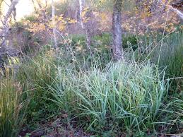 Carex spissa, Juncus effusus, Woodwardia ... - Plants Comprehensive