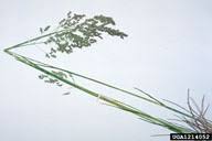 Kentucky bluegrass: Poa pratensis (Cyperales: Poaceae): Invasive ...