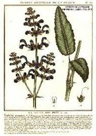 Salvia pratensis - Online Virtual Flora of Wisconsin