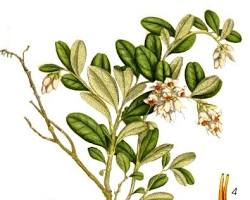 Obraz: Borówki brusznicy (Vaccinium vitisidaea)