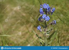 Forget-me-not Flowers, Barrelier`s Bugloss Or False Alkanet ...