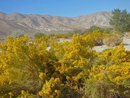 euphorbia melanadenia — Chapter Blog — California Native Plant ...