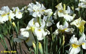 Image result for Iris
  ( Creme Chantilly Iris )