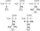 Die Adsorptionsanalyse der Aminosäuren