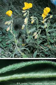 Helianthemum nummularium subsp. tomentosum (Scop.) Schinz ...