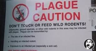 Image result for plague disease