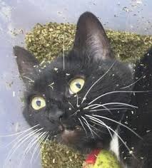 Image result for cats on catnip