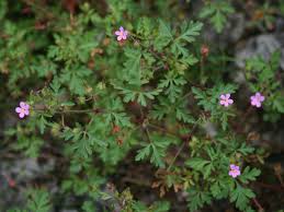 Geranium purpureum - Wikipedia