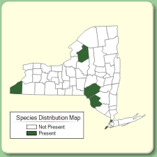 Holcus mollis ssp. mollis - Species Page - NYFA: New York Flora Atlas