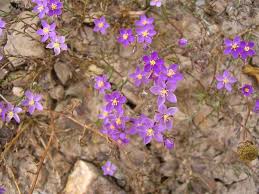 Spergularia purpurea – Wikipédia, a enciclopédia livre