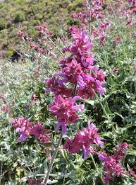 Salvia canariensis - Wikipedia